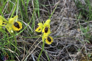 Ophrys lutea (2) (1200 x 800).jpg_product_product